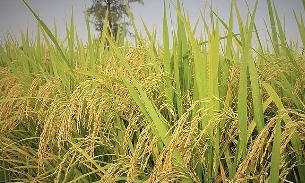 Global Rice