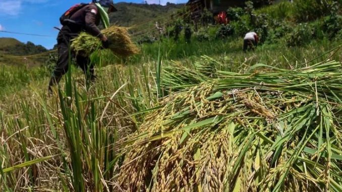 Indonesian rice 2025